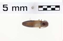 Foto (Dorsalansicht) von Ludioschema prymneum (Candèze, 1863)